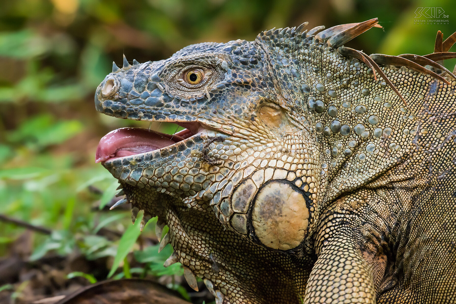 Selva Verde - Closeup groene leguaan Closeup van een groene leguaan (green iguana). Mannelijke leguanen hebben een keelwam die helpt bij reguleren hun lichaamstemperatuur. Ze hebben ook stekels op hun rug. Stefan Cruysberghs